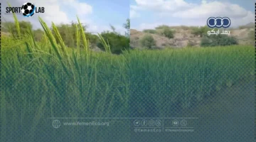 ثلاثة مزارعين يحولون الجبال العطشى إلى أول حقل أرز في المحويت